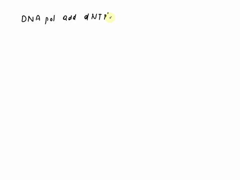 which-type-of-enzyme-adds-deoxynucleoside-triphosphates-dntp-s-to-the-3-oh-end-of-a-nucleic-acid-dna-polymerase-rna-polymerase-dna-primase-dna-helicase-94473