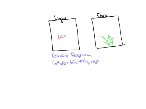 why-was-there-less-oxygen-in-the-fish-in-light-and-plant-in-dark-set-ups-at-the-end-of-an-hour-17425