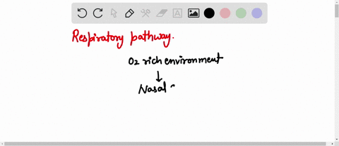 identify-the-organs-forming-the-respiratory-passageways-in-descending-order-until-you-reach-the-alveoli-83904