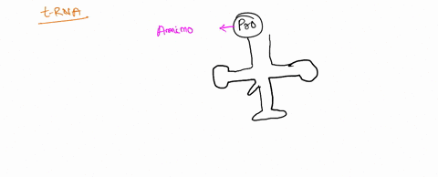 label-the-diagram-not-all-labels-are-used-trna-mrna-anticodon-hydtogen-bond-amino-acid-codon-trna-protein-triplet-dna-alrni-zoom-rulmnncn-ebook-hocoucud-abulind-saclion-31609