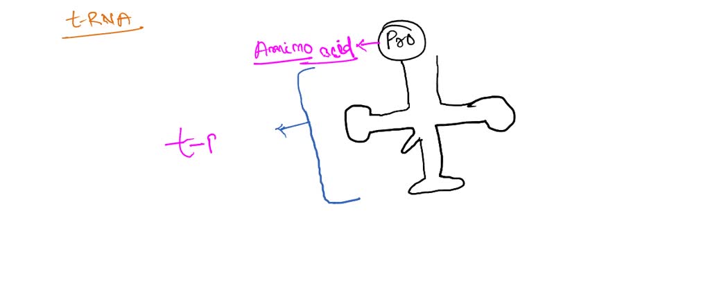 SOLVED: Label the diagram: Not all labels are used tRNA mRNA Anticodon ...