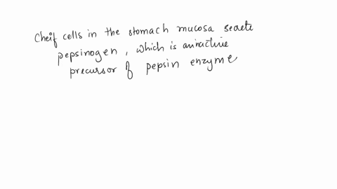 chief-cells-secrete-exposed-to-hcl-which-turns-into-when-it-is-1hciintrinsic-factor-2pepsinogenpepsin-3-pepsinpepsinogen-4hcipepsinogen-41479