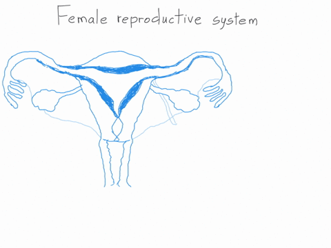 2-label-the-major-structures-of-the-female-reproductive-system-using-the-terms-listed-below-broad-ligament-cervix-fimbriae-ovarian-ligament-round-ligament-uterine-tube-uterus-vagina-ovary-wa-00402