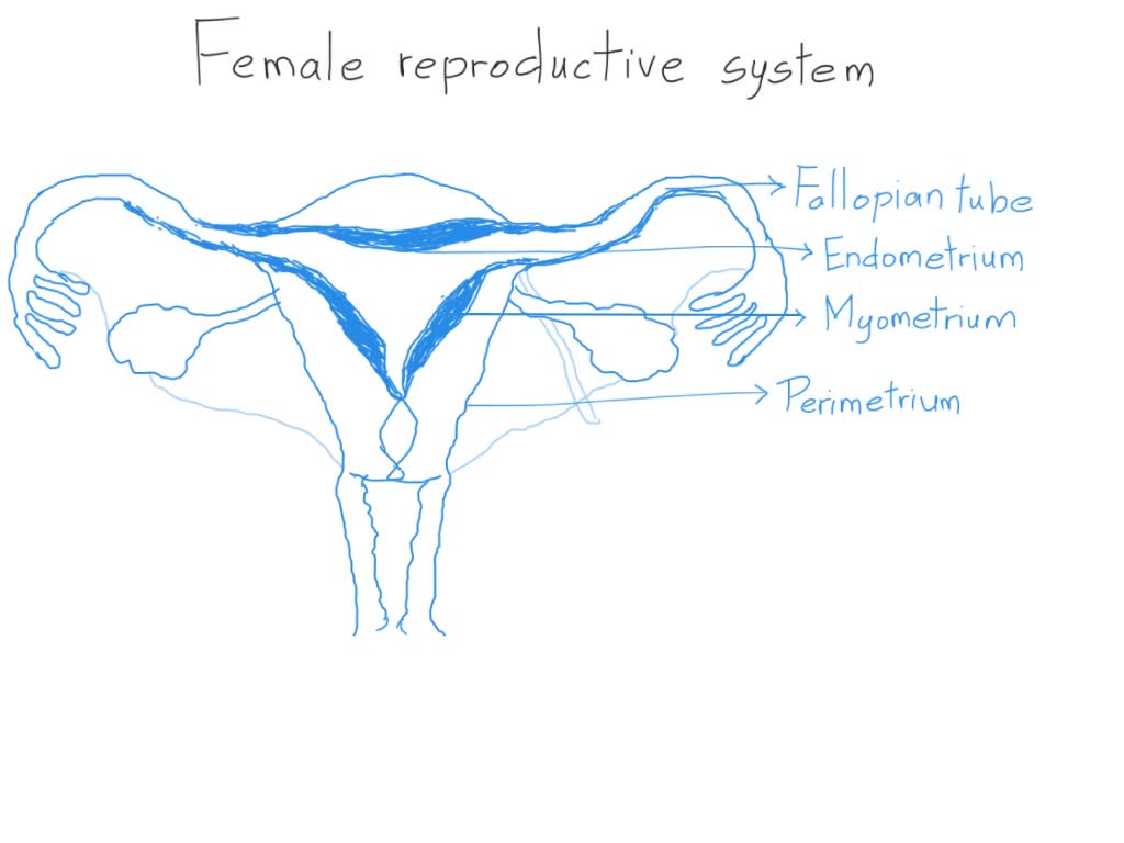 SOLVED: Activity: The Uterus Labels to identify the components of the ...