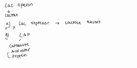 which-of-the-following-of-the-lac-operon-is-true-a-the-lac-repressor-binds-to-the-operator-when-lactose-is-present-in-the-cell-b-the-cap-activator-dissociates-from-dna-when-it-is-bound-to-ca-90255