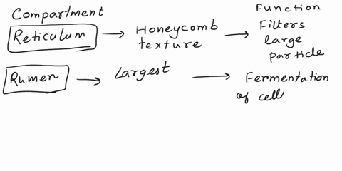 11-explain-the-anatomic-and-physiologic-function-of-each-of-these-structures-12-name-several-complex-carbohydrates-or-polysaccarides-384-chapter-14the-digestive-system-exercise-11-compare-an-16157