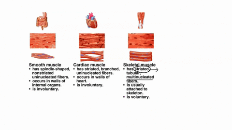 compare-the-structure-and-function-of-skeletal-cardiac-and-smooth-muscles-please-write-it-in-a-paragraph-97447