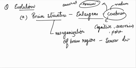 explain-the-trends-in-human-evolution-brain-structure-brain-size-jaw-tools-74173