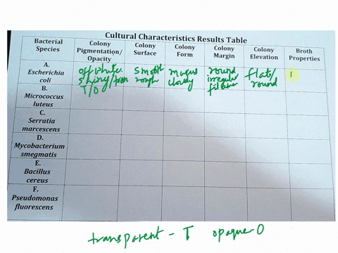 bacterial-species-cultural-characteristics-results-table-colony-colony-colony-pigmentation-colony-surface-colony-form-broth-opacity-margin-elevation-properties-escherichia-coli-micrococcus-l-05886