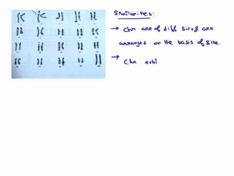 compare-the-rormal-karyotype-for-the-mouse-shown-the-image-below-human-koryotype-ofthc-une-sex-descnb-fmlanuee-nnd-dilicrences-normal-markt-how-would-the-karyotype-differ-from-that-above-if-58074