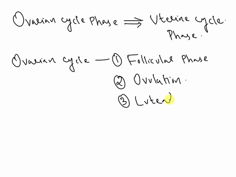 which-ovarian-cycle-phases-correspond-to-the-uterine-cycle-in-terms-of-timing-74038