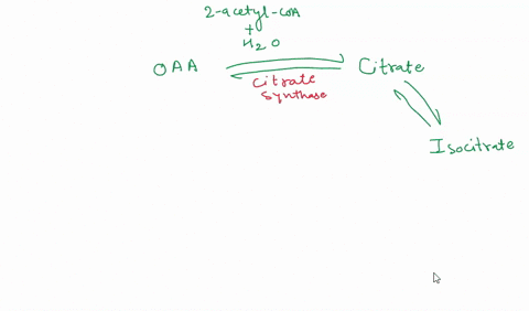 how-many-atp-are-produced-from-one-molecule-of-a-pyruvate-that-enters-the-citric-acid-cycle-b-acetyl-coa-that-enters-the-citric-acid-cycle-select-one-9-atp-20-atp-115-atp-125-atp-10-atp-07186