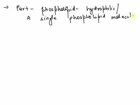 which-part-of-the-phospholipid-is-hydrophilic-or-attracted-to-water-where-phosphate-is-attached-to-glycerol-the-end-of-the-fatty-acid-tail-the-whole-fatty-acid-tail-no-part-of-phospholipids-12073