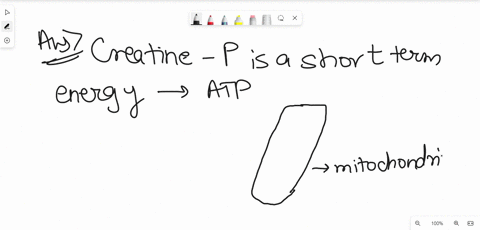 creatine-phosphate-is-short-term-energy-supplier-in-post-slaughter-muscle-scenario-how-11349