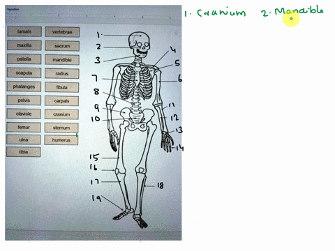 transition-tarsals-vertebrae-maxilla-sacrum-patella-mandible-scapula-radius-phalanges-fibula-pelvis-carpals-clavicle-cranium-femur-sternum-ulna-humerus-tibia-90752