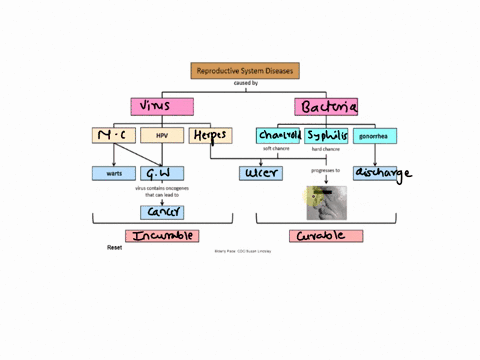 infectious-diseases-affecting-the-genitourinary-system-drag-and-drop-the-labels-into-the-correct-empty-boxes-to-complete-the-concept-map-molluscum-contagiosum-incurable-genital-warts-chancro-52638