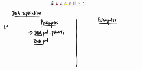 what-are-the-differences-in-the-elongation-step-of-dna-replication-in-prokaryotes-and-eukaryotes-11572