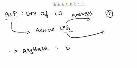 what-is-the-name-of-the-enzyme-that-makes-most-of-the-atp-during-aerobic-respiration-where-is-it-located-be-specific-what-is-the-difference-between-substrate-level-phosphorylation-and-oxidat-93845