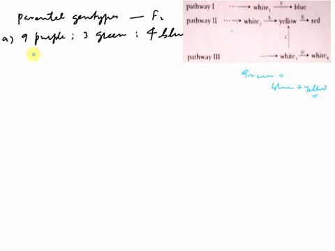 assume-that-two-pigments-red-and-blue-mix-to-give-the-normal-purple-color-of-petunia-petals-separate-biochemical-pathways-synthesize-the-two-pigments_-shown-in-the-top-rows-of-the-accompanyi-75464