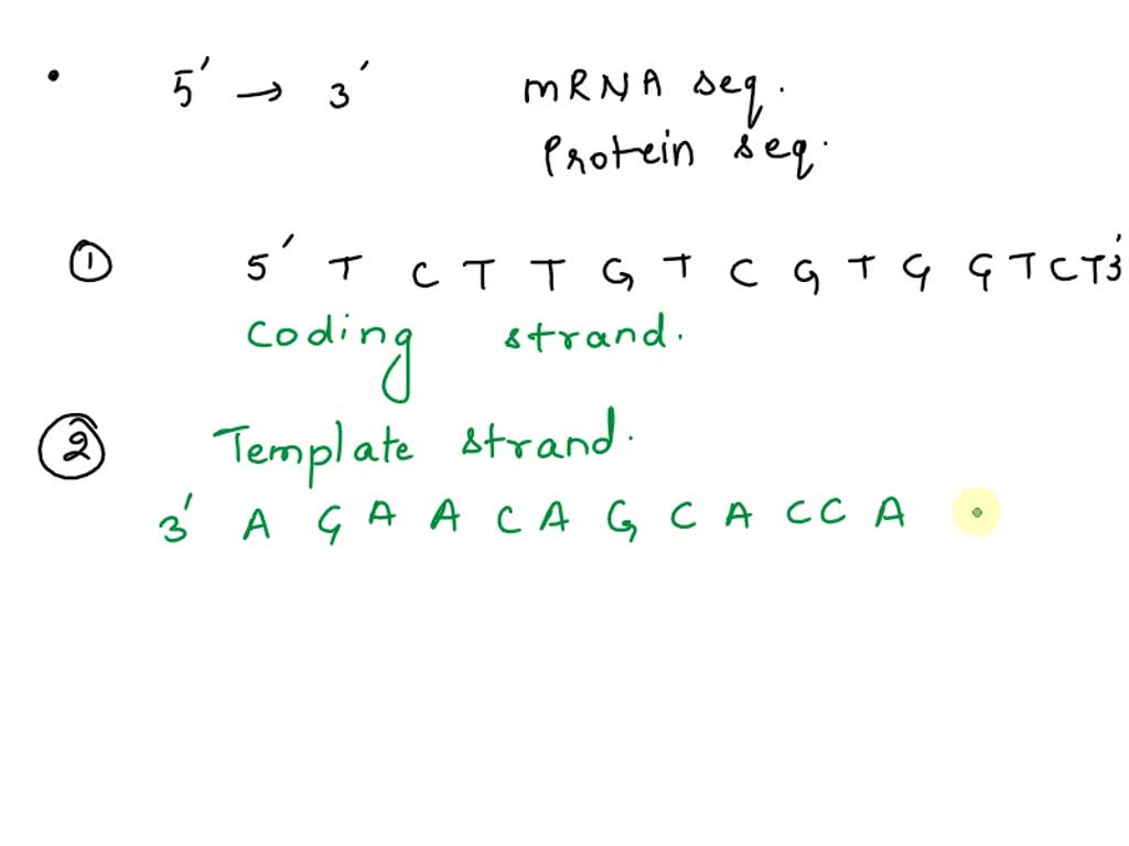 SOLVED: Consider the DNA sequence below: Determine the following: DNA SOLVED: Consider the DNA sequence below: Determine the following: DNA