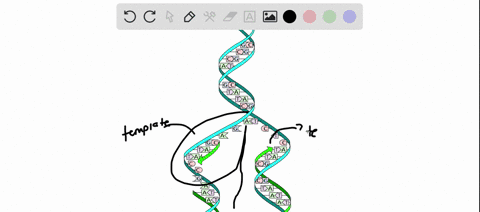 why-is-it-necessary-to-unwind-the-dna-helix-in-the-replication-process-2-66375