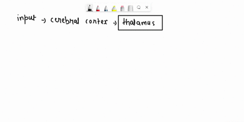 which-area-is-the-main-source-of-input-to-the-cerebral-cortex-5-61176