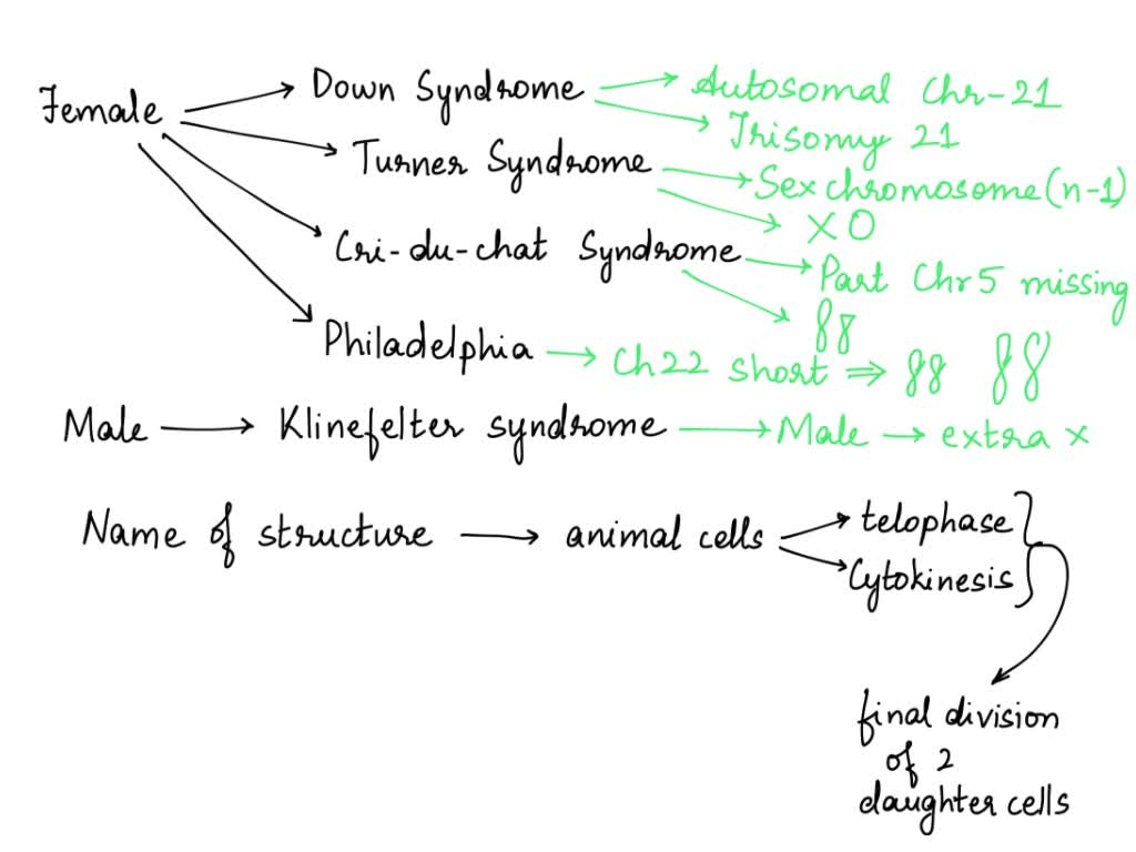 Write the formula for a female with Down Syndrome (due to the presence of  an extra