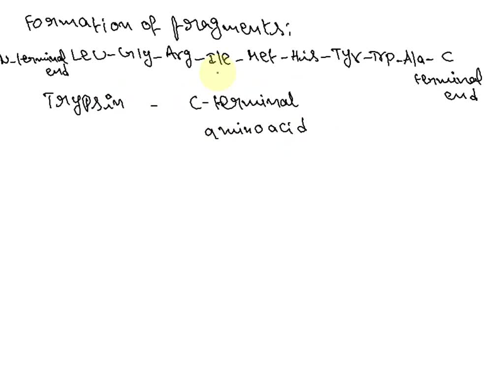 Solved Trypsin Is An Arginine Enzyme That Mystery Catalyzes The