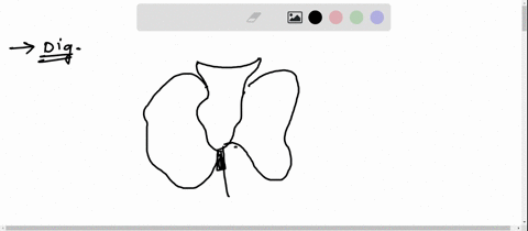 joints-and-features-of-the-bony-pelvis-sacro-iliac-joints-pubic-arch-pubic-symphysis-coxal-bone-sacrum-95376