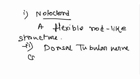 what-are-the-key-features-of-chordates-notochord-dorsal-tubular-nerve-cord-pharyngeal-pouches-and-a-tail-notochord-dorsal-tubular-nerve-cord-nerve-ring-and-a-tail-ventral-nerve-chord-notocho-12352