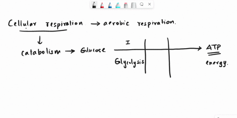in-cellular-respiration-one-molecule-of-glucose-c6h12o6-is-completely-broken-down-into-co2-and-h2o-what-type-of-synthesis-reaction-best-describes-this-process-a-hydrolysis-b-dehydration-c-no-04325