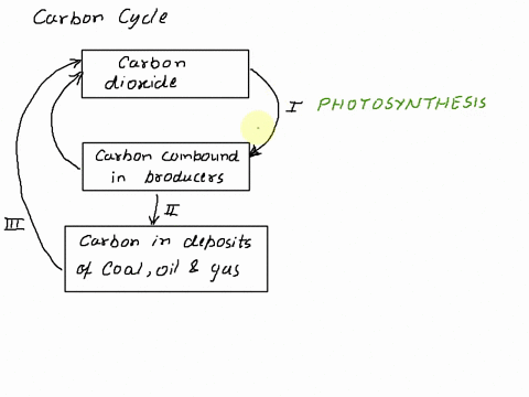 the-diagram-below-shows-some-of-the-links-in-the-carbon-cycle-carbou-dioxide-carbon-compounds-producers-carbon-in-deposits-of-coal-oil-and-gas-what-processes-are-taking-place-at-il-and-iii-p-45268