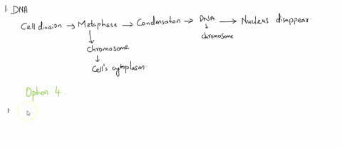 question-9-2-points-which-is-a-true-statement-about-dna-in-the-cell-nucleosomes-are-formed-by-the-wrapping-dna-around-small-rna-molecules-dna-histone-complexes-form-nucleo-chromatin-chromati-77062