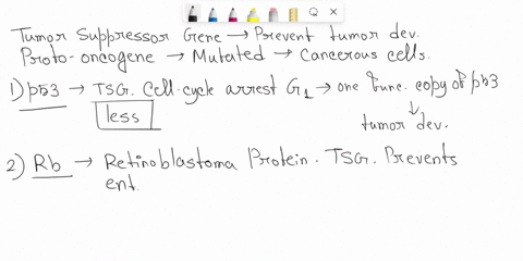 categorize-the-following-four-genes-as-either-a-tumor-suppressor-or-a-proto-oncogene-what-do-they-do-in-their-normal-role-do-cancer-cells-want-more-or-less-than-normal-levels-of-these-genes-78463