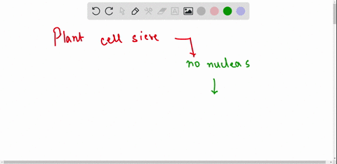 name-one-animal-cell-and-one-plant-cell-that-has-no-nucleus-when-fully-developed-40042