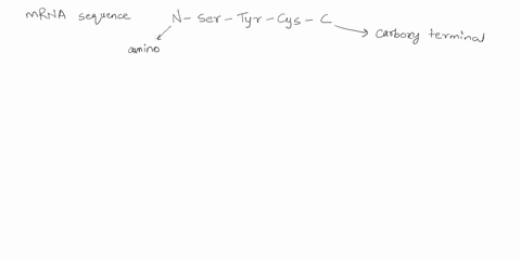 translate-the-mrna-sequence-using-the-codon-wheel-your-answer-should-be-in-the-format-example-n-ser-tyr-cys-c-gly-ig-pnu-leu-f-l-glu-ap-e-set-d-seoue-in-6-u-84-a-c-ch-a-cy-ce-g-u-g-tm-wy-arq-84772