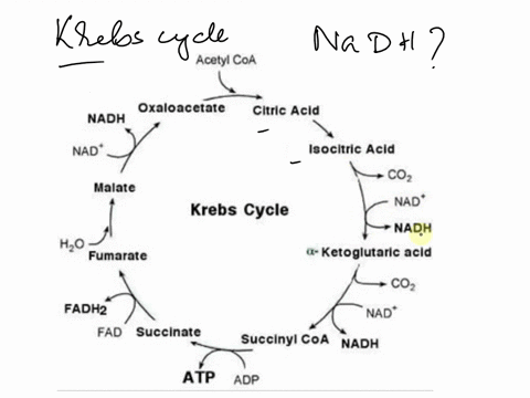 please-asap-thanku-how-many-nadh-are-formed-by-the-krebs-cycle-per-glucose-2-6-4-10-07362