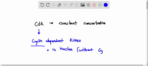 question-2-1pts-cdk-concentrations-in-the-cell-do-not-vary-much-during-the-cell-cycle-but-levels-of-cdk-activity-change-in-part-because-cyclin-levels-change-during-the-cycle-the-cdks-activat-73615