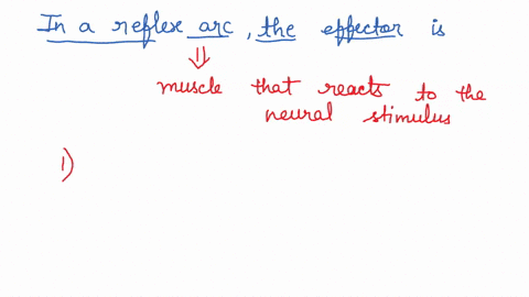 in-a-reflex-arc-the-effector-is-1-the-main-neural-pathway-through-the-spinal-cord-2-the-stimulus-that-sends-a-signal-from-the-central-nervous-system-3-the-muscle-that-reacts-to-the-neural-st-75985
