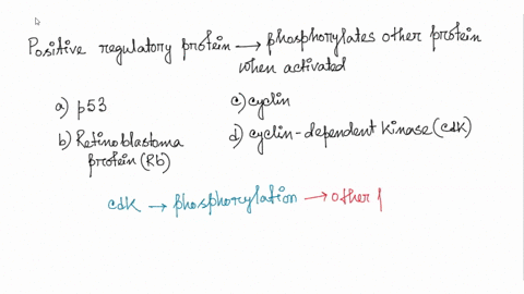 which-protein-is-a-positive-regulator-that-phosphorylates-other-proteins-when-activated-a-p53-b-reti-69648