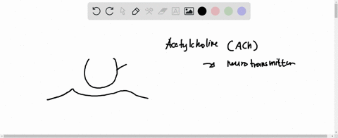 acetylcholine-ach-is-released-from-the-neuron-to-stimulate-the-group-of-answer-choices-krebs-cycle-synaptic-cleft-pre-synaptic-membrane-post-synaptic-membrane-84148