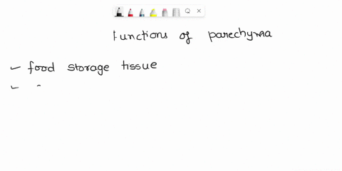what-are-two-functions-of-parenchyma-other-than-giving-structure-t0-the-plant-collenchyma-and-sclerenchyma-tibers-both-have-similar-main-function-what-is-it-what-possible-function-of-the-scl-45672