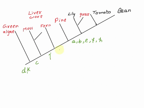 the-phylogeny-below-shows-the-relationships-among-different-types-of-land-plants-place-the-characteristics-listed-below-on-the-tree-as-trait-transitions-to-show-where-they-evolved-6-pts-gree-27026