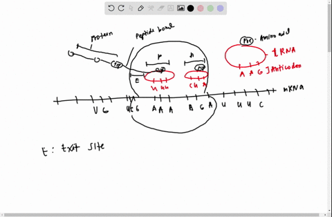 2_-explain-how-mrna-and-trna-work-together-to-get-amino-acids-into-their-correct-places-in-the-protein_-3-marks-3-explain-the-significant-of-start-codons-and-stop-codons-in-translation-3-mar-35953