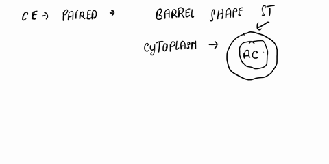 what-is-the-function-of-centrioles-in-the-animal-cell-88147