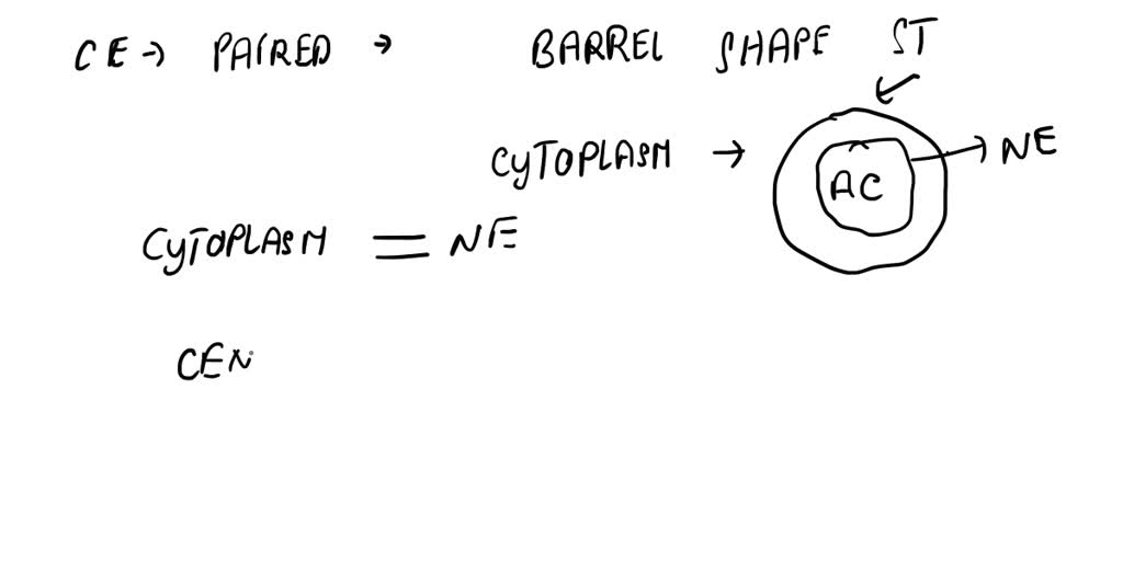What Is The Function Of Centrioles What Is The Function Of Centrioles