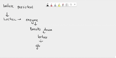 which-of-the-following-is-true-select-all-that-apply-a-individuals-who-are-lactose-persistent-continue-to-produce-the-enzyme-lactase-into-adulthood-b-lactose-intolerant-individuals-will-beco-89017