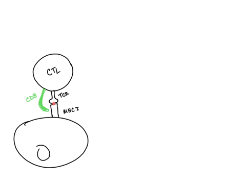question-7-3-pts-an-activated-cytotoxic-t-cell-kills-by-secreting-antibodies-that-attach-to-the-target-cell-antigens-inducing-cell-death-in-the-target-cell-secreting-perforins-that-punch-hol-41254