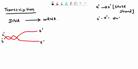 during-transcription-one-strand-of-dna-is-used-as-a-template-this-strand-of-dna-is-referred-to-as-the-a-antisense-strand-b-sense-strand-c-5-to-3-dna-strand-d-5-to-3-rna-strand-24686