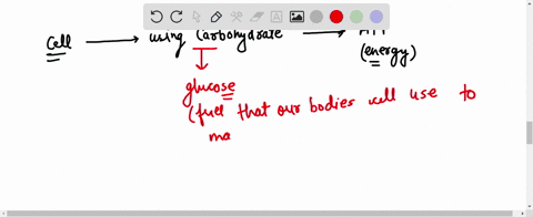what-form-must-all-carbohydrates-be-in-for-cells-to-isource-use-them-as-an-energy-making-it-the-most-abundant-inside-the-body-ribose-glucose-glycogen-fructose-49795
